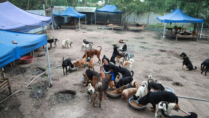 犬食 猫食文化に反対する女性が500匹以上の犬猫を自費で保護飼育 週末に読みたい ベトナム時事ネタ帳 Vietexpert ベトナム ニュース ビジネス情報の最前線